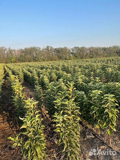 Саженцы плодовых деревьев (опт)