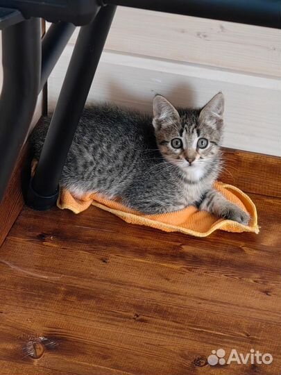 Ласковые и нежные котята