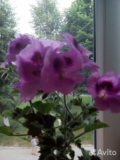 Королевская пеларгония аристо Лавендер