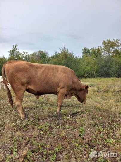 Коровы бычки