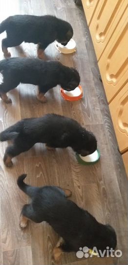 Продажа щенков немецкой овчарки