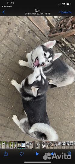 Щенок хаски девочка