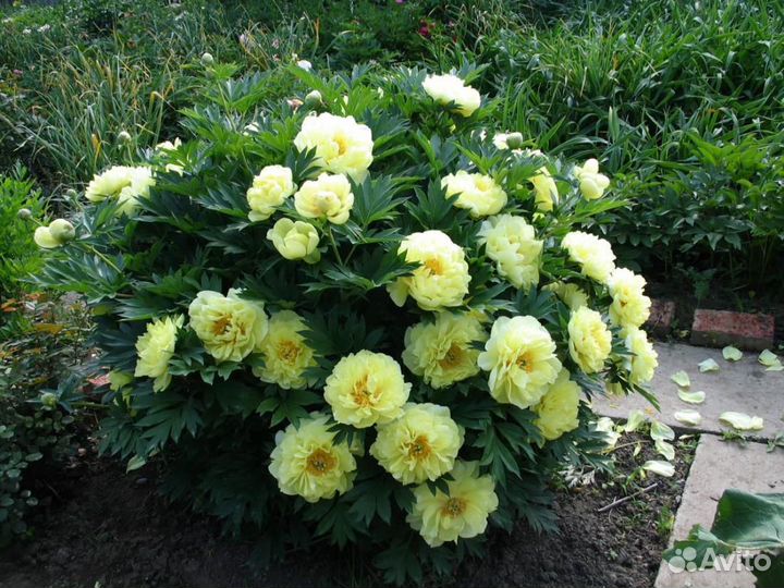 Желтые и другие пионы ито - гибриды