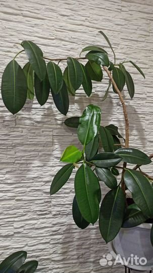 Продам фикус