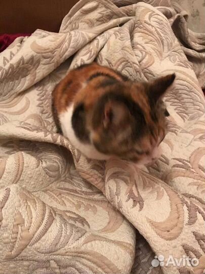 Кошечка в дар бесплатно