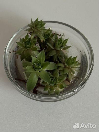 Каменная роза