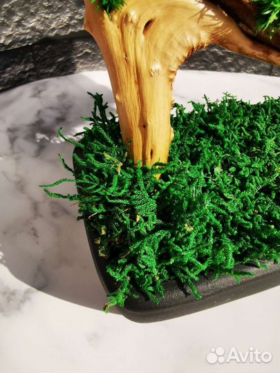 Бонсай из мха