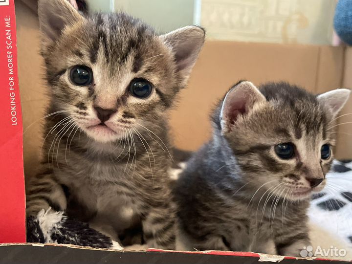 Бронь на котят