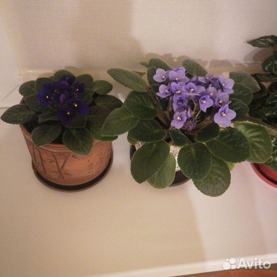 Диффенбахия,замиокулькас,орхидея,фикус,помидоры