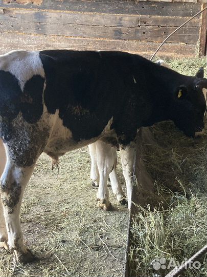 Бычки и телята