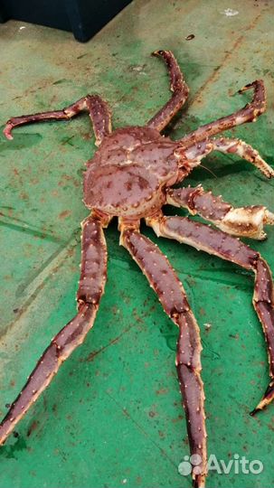 Териберка +Киты