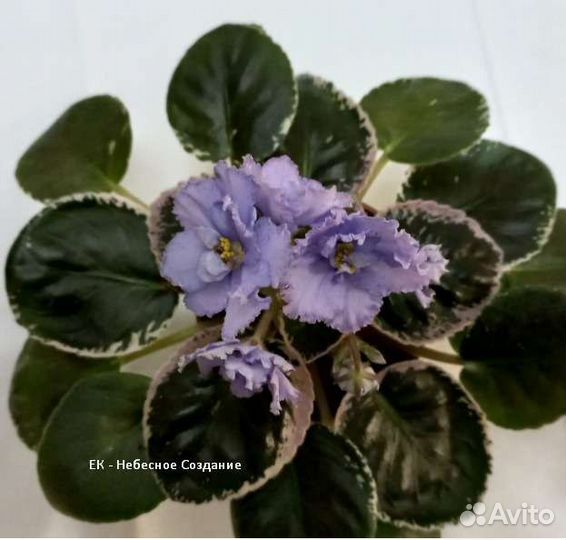 Фиалки сортовые