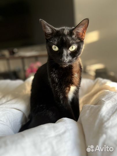 Коты отдам в добрые руки