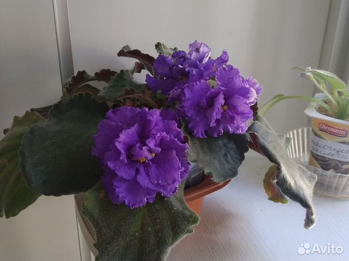 Сенполия