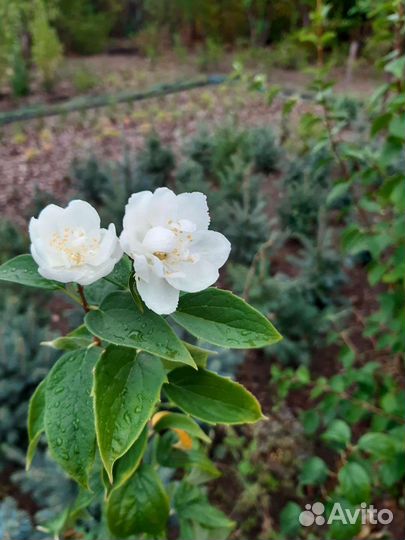 Саженцы кизильника блестящего