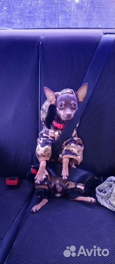 Той-терьер щенки