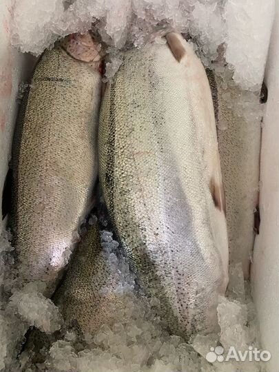 Свежая непотрошеная форель