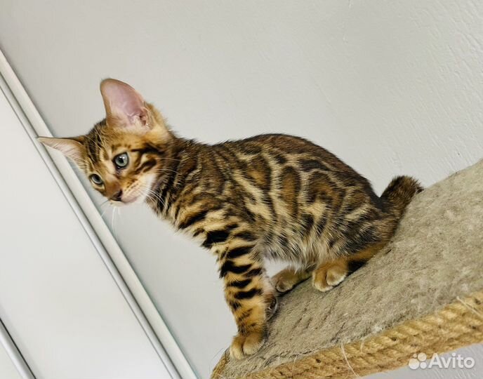 Бенгальская кошка