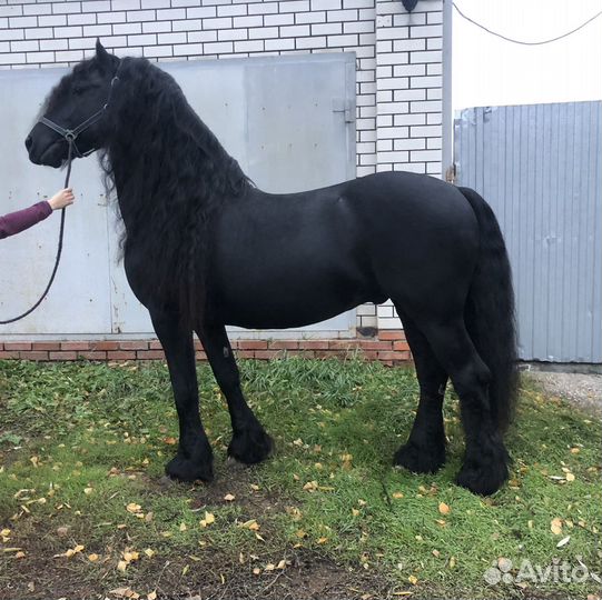 Фризские лошади