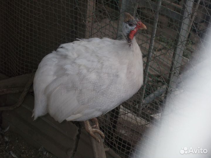 Цесари на племя