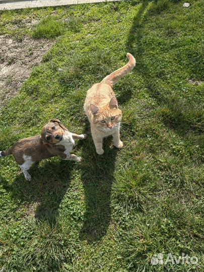 Маленькая собака в добрые руки отдам бесплатно