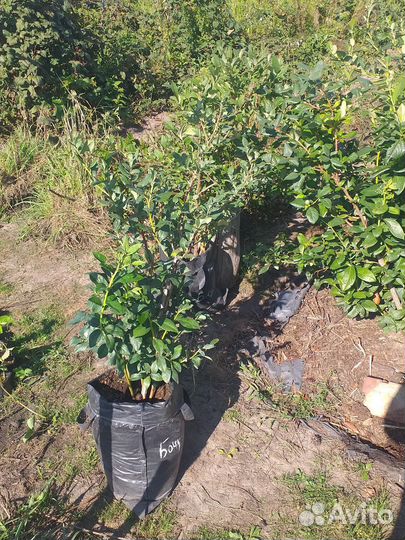 Голубика саженцы