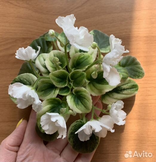 Фиалки мини