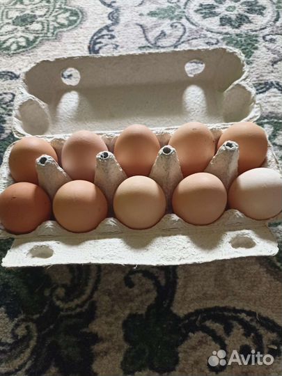 Домашние куриные яйца