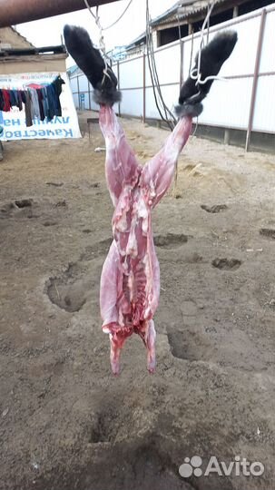 Продам кроликов