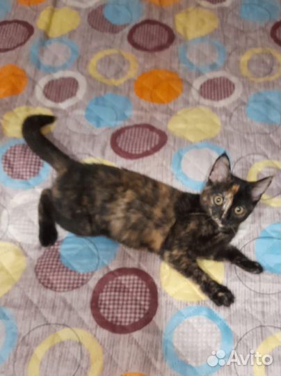 Котенок девочка в добрые руки