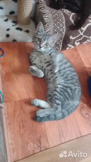 Котёнок бесплатно