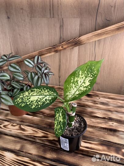 Диффенбахия