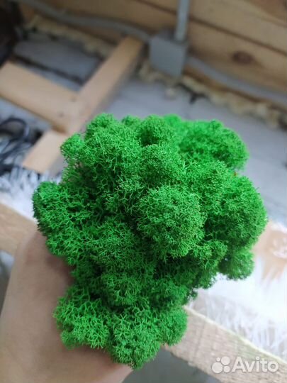 Ягель мох, Растения, Кочки