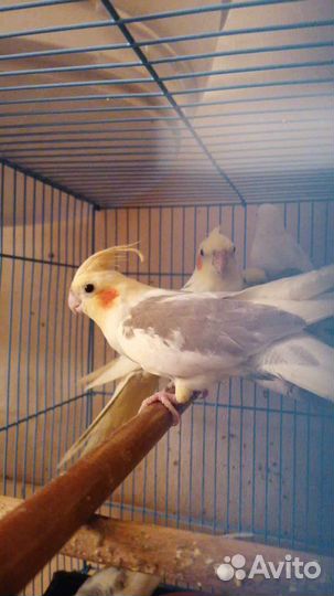 Попугай корелла и др