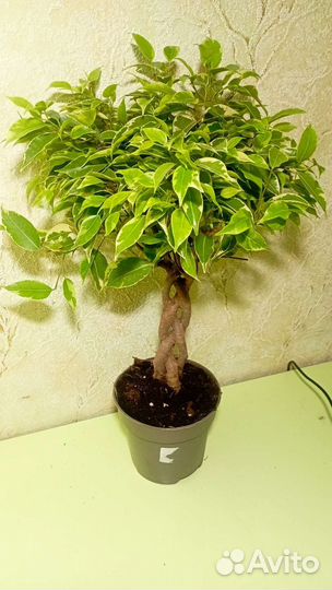 Фикус бенджамина Кинки переплетенный