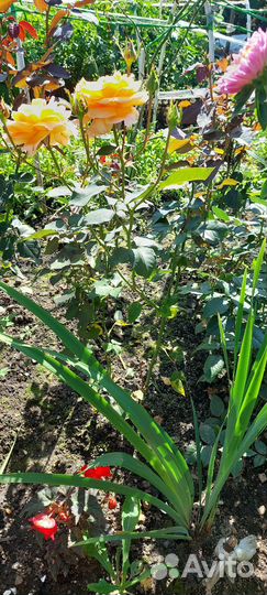 Роза чайно-гибридная Луи де Фюнес