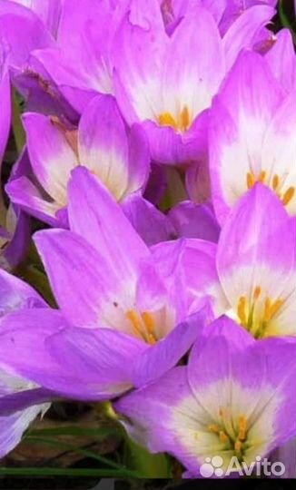 Безвременник (луковицы)