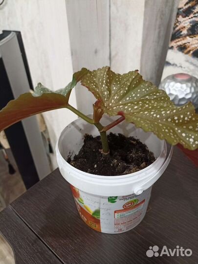 Комнатные цветы
