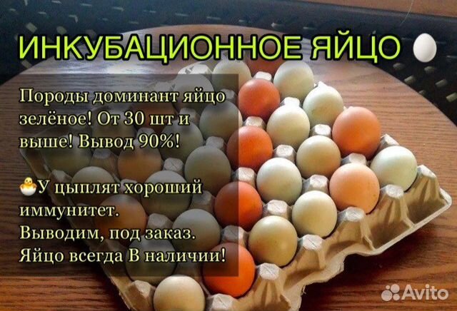 Яйцо доминанты купить