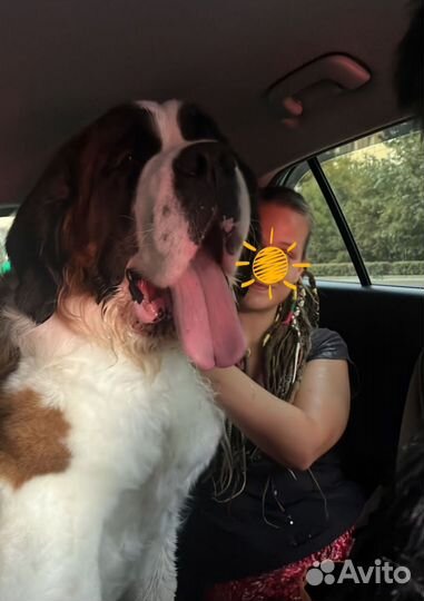 Зоотакси перевозка животных