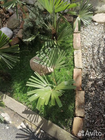 Пальма трахикарпус форчуна