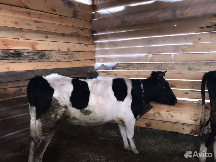 Телки коровы