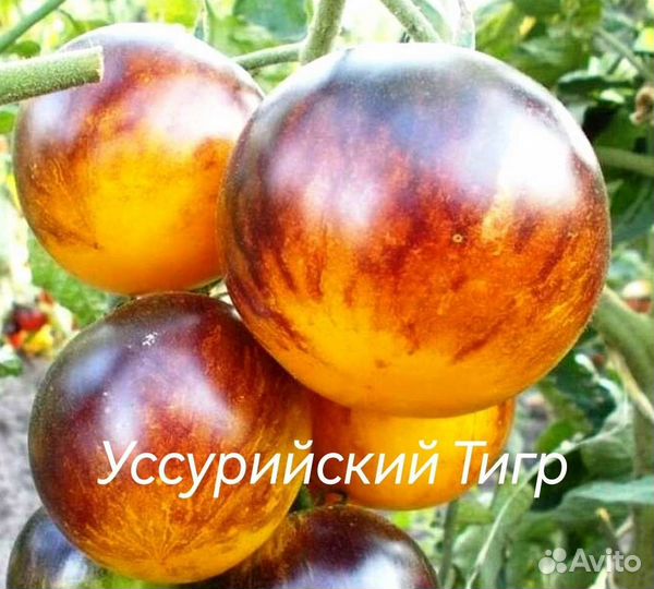 Коллекционные семена сортовых томатов