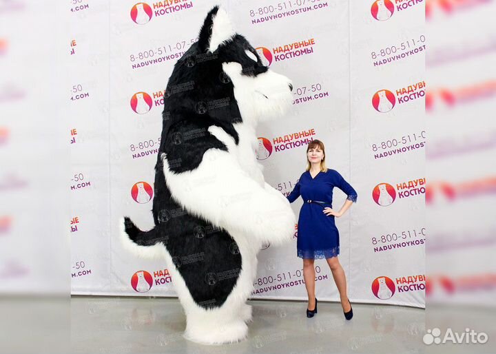 Надувной костюм собака Хаски 2,5 и 3 метра