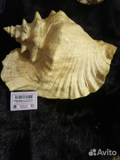 Морские ракушки раковины