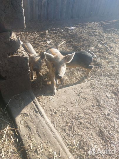 Поросята венгерская мангалица