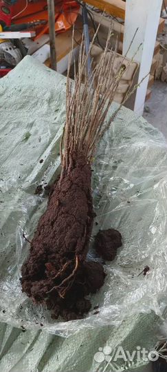 Бирючина для изгороди опт