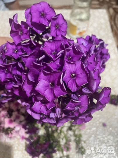 Флокс метельчатый сортовой