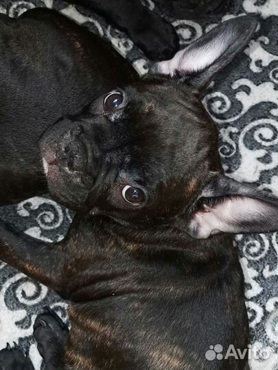 Собаки щенки