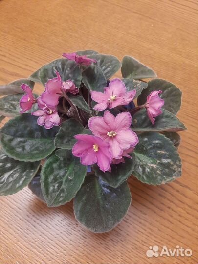 Цветы фиалки